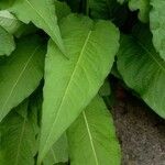 Bistorta amplexicaulis