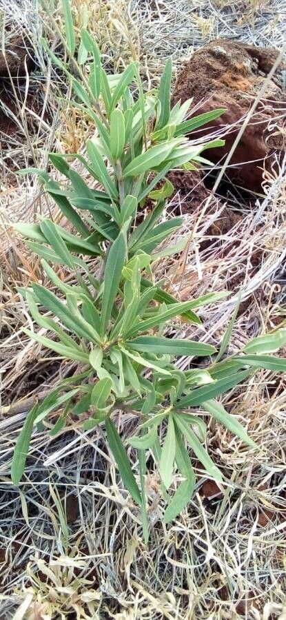 Maerua gilgii — search result for 'Maerua'