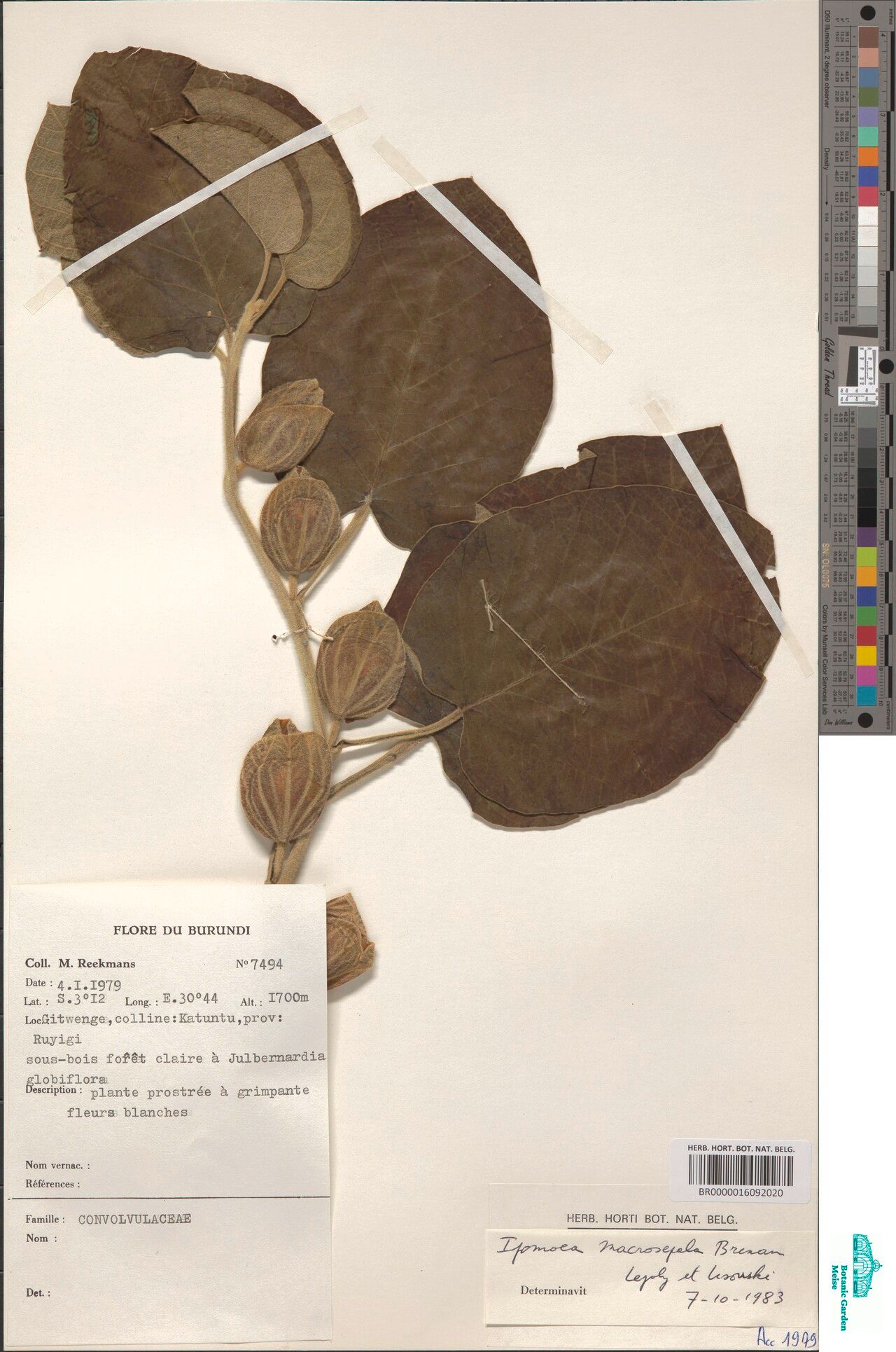 Ipomoea macrosepala — houseplant care guide