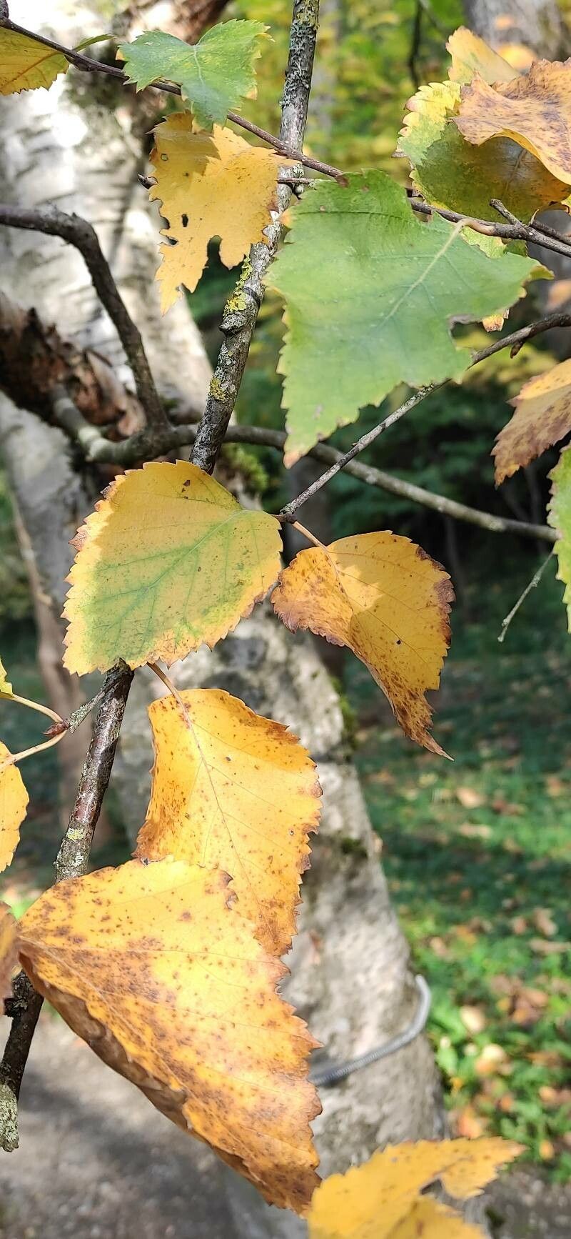Betula saposhnikovii — search result for 'Betula'