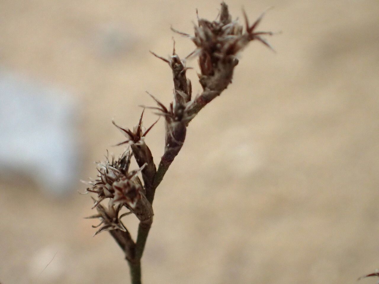 Limonium companyonis fruit
