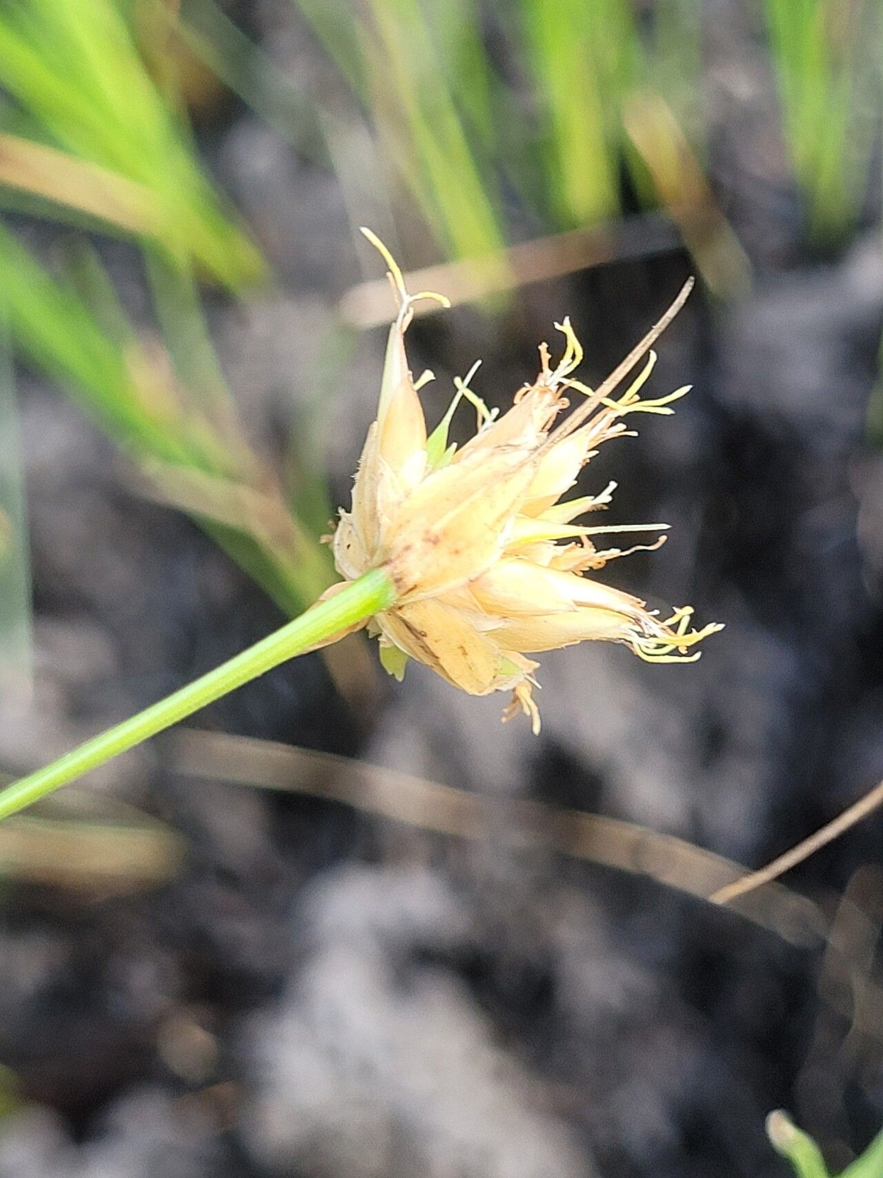 Rhynchospora globosa fruit