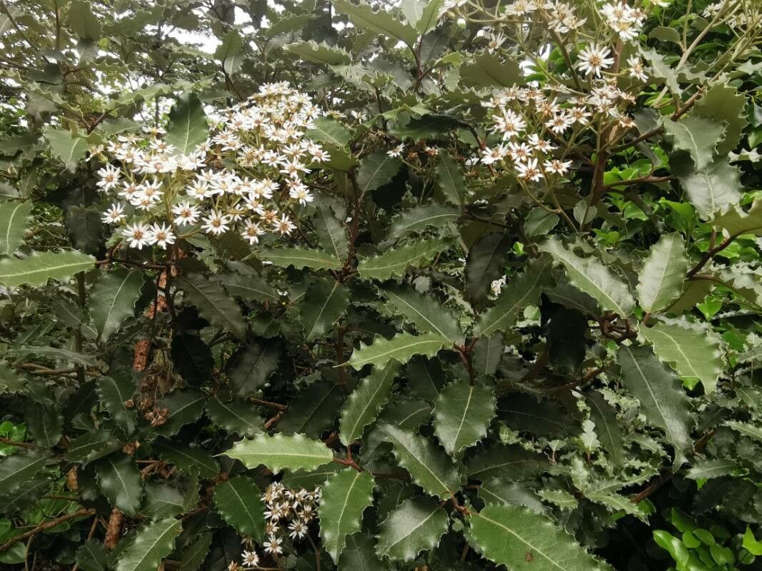 Olearia macrodonta — search result for 'Ilex'