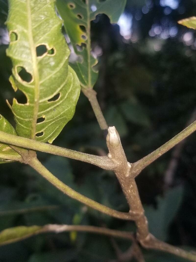 Esenbeckia berlandieri bark