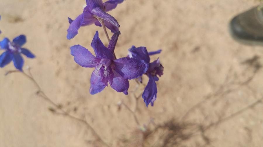 Delphinium scaposum flower