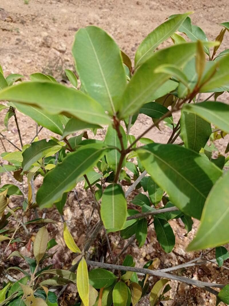 Byrsonima japurensis — houseplant care guide