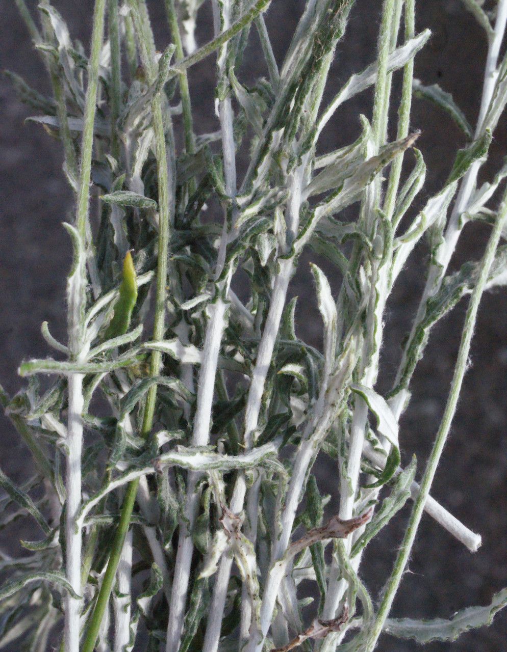 Phagnalon graecum — related species from the same genus