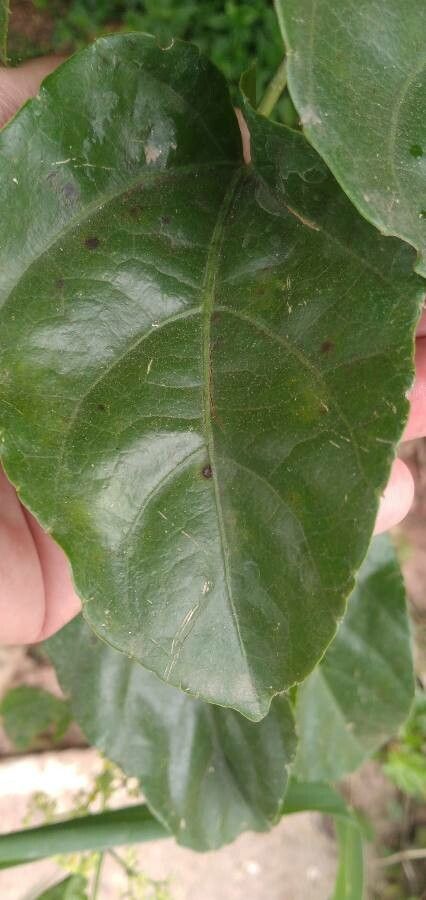 Cayratia japonica — related species from the same genus