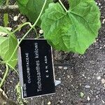 Trichosanthes kirilowii