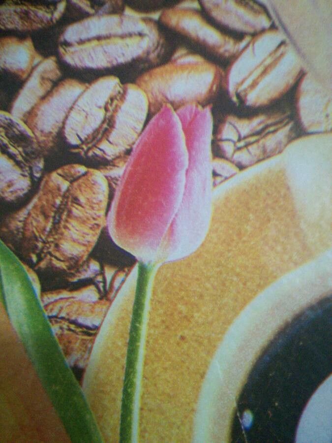 Calochortus persistens — search result for 'Mahonia'