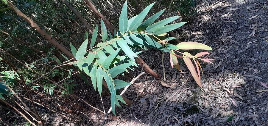 Eucalyptus macarthurii — search result for 'Eucalyptus'