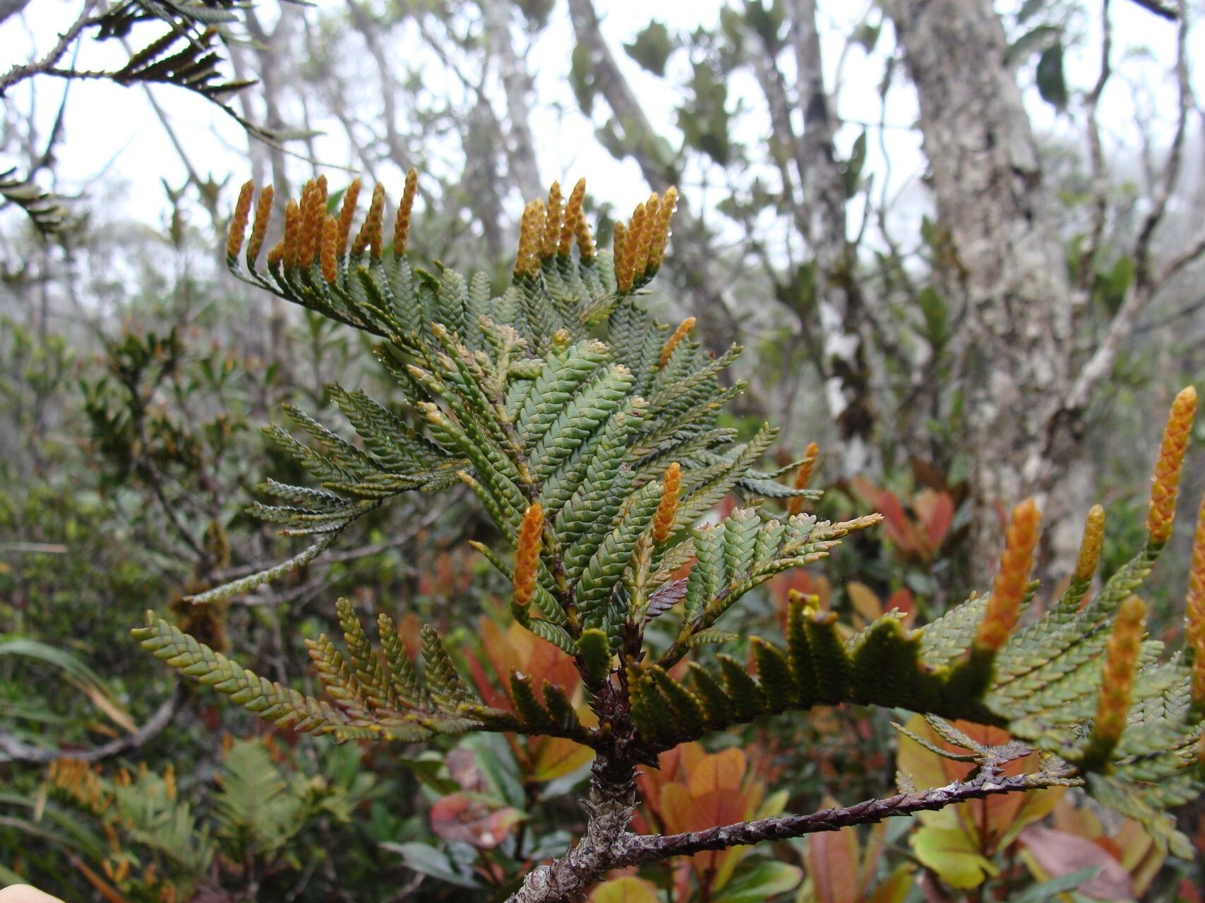 Libocedrus austrocaledonica habit