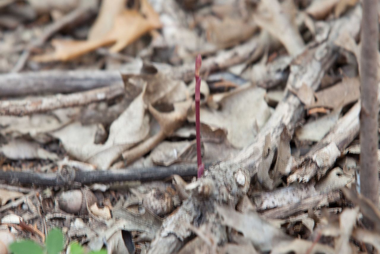 Bletia warnockii flower