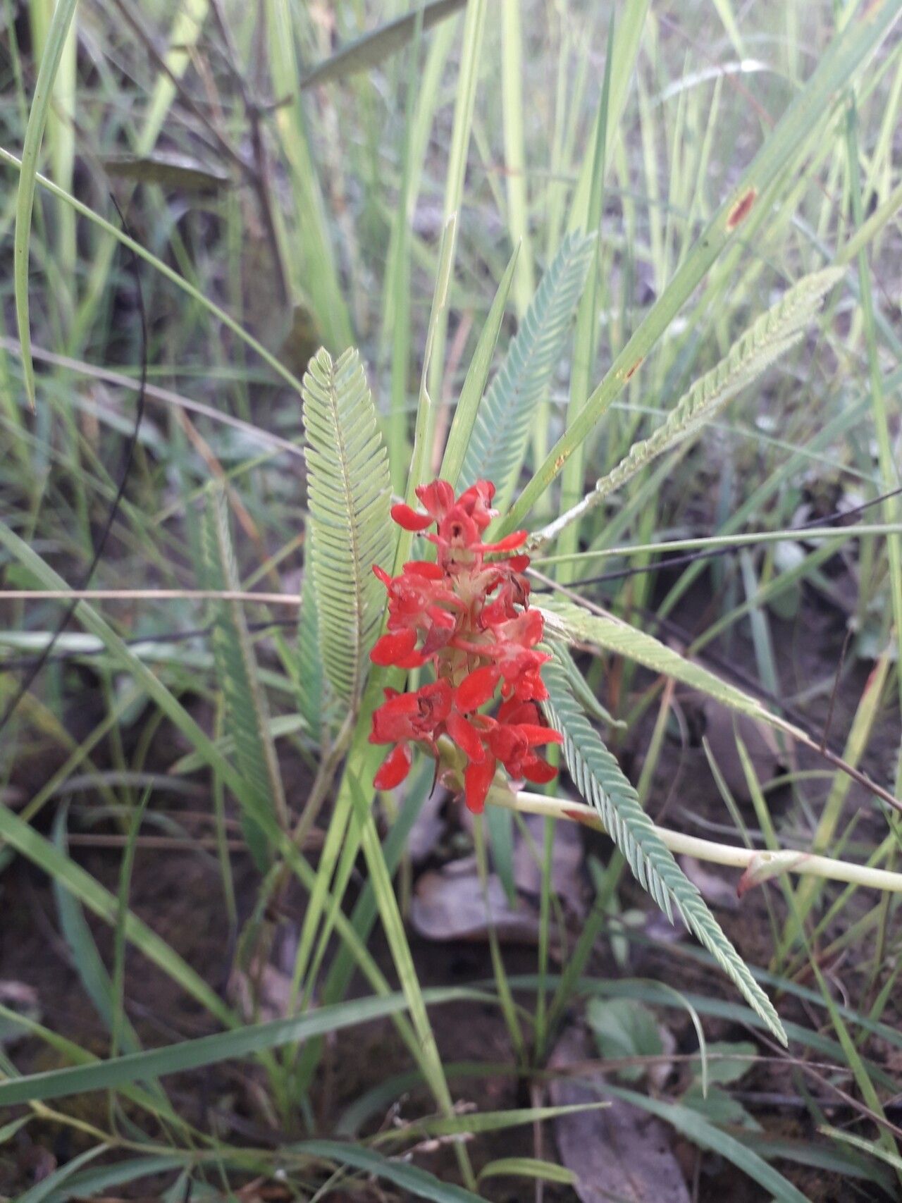 Satyrium orbiculare flower