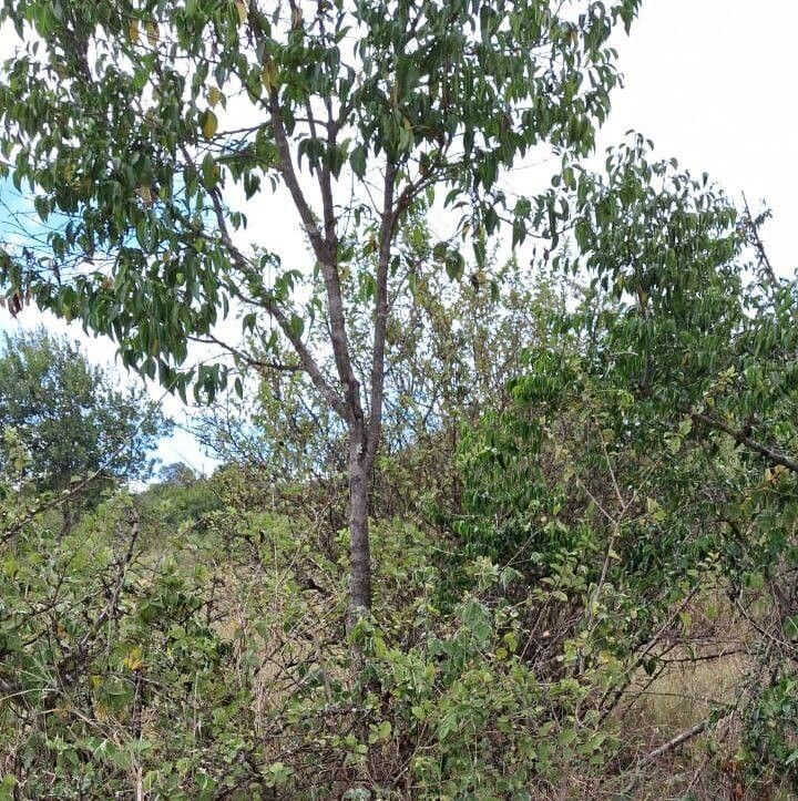 Psydrax schimperianus habit