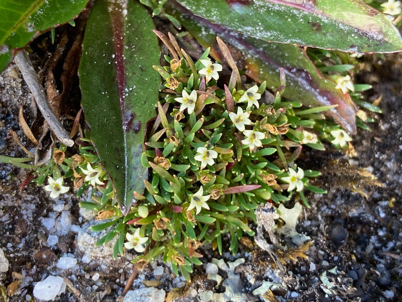 Lysipomia sphagnophila habit