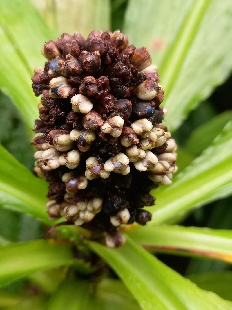 Philodendron wendlandii fruit