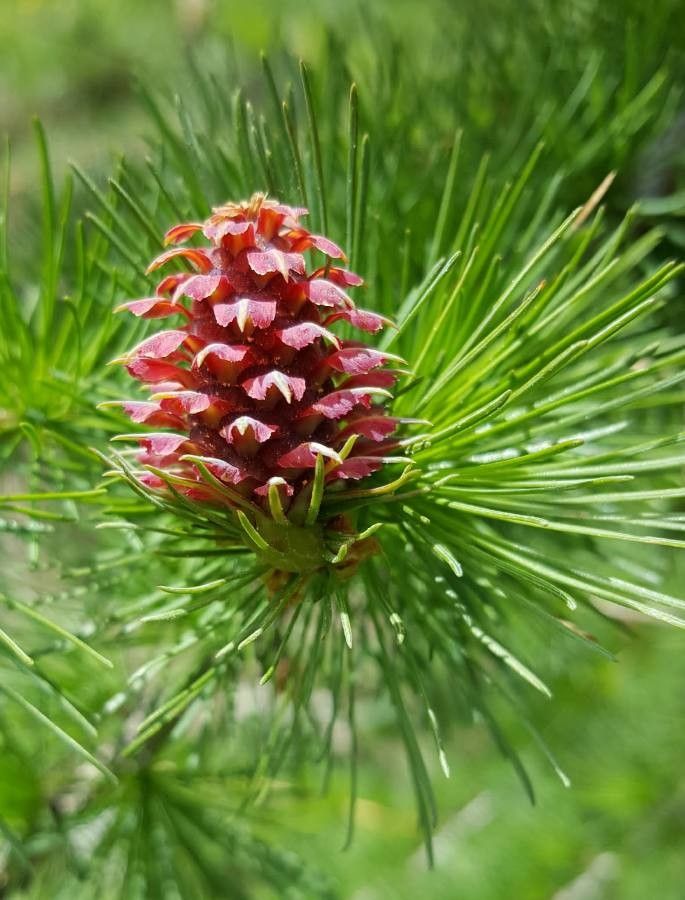Larix occidentalis flower