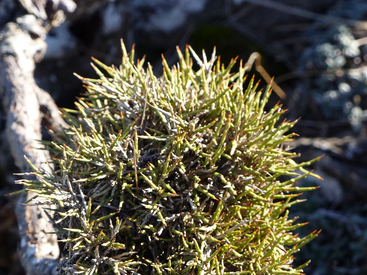 Genista acanthoclada leaf