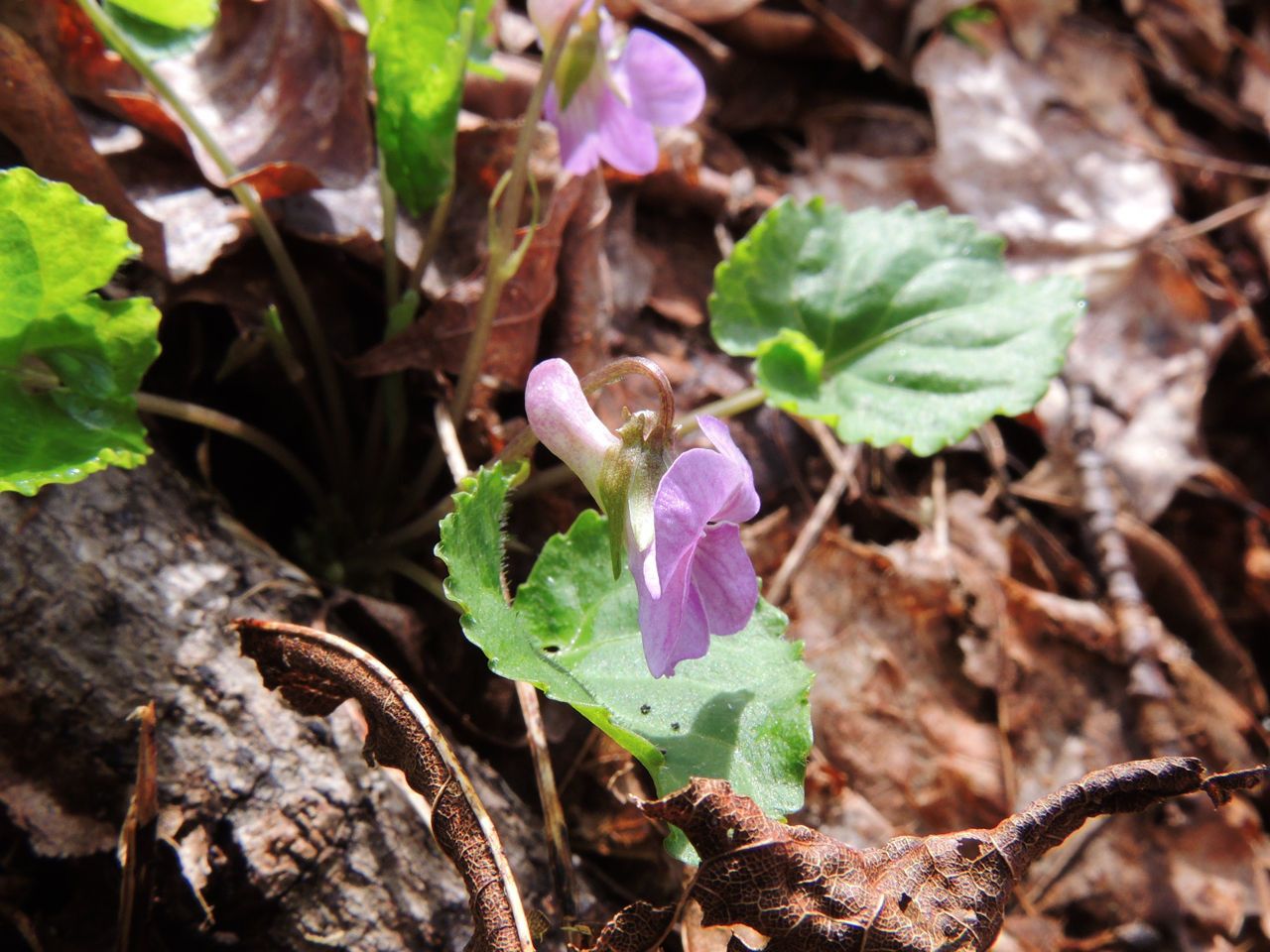 Viola selkirkii habit