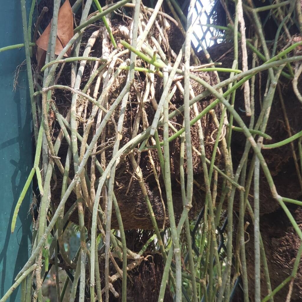 Rhipsalis lindbergiana leaf