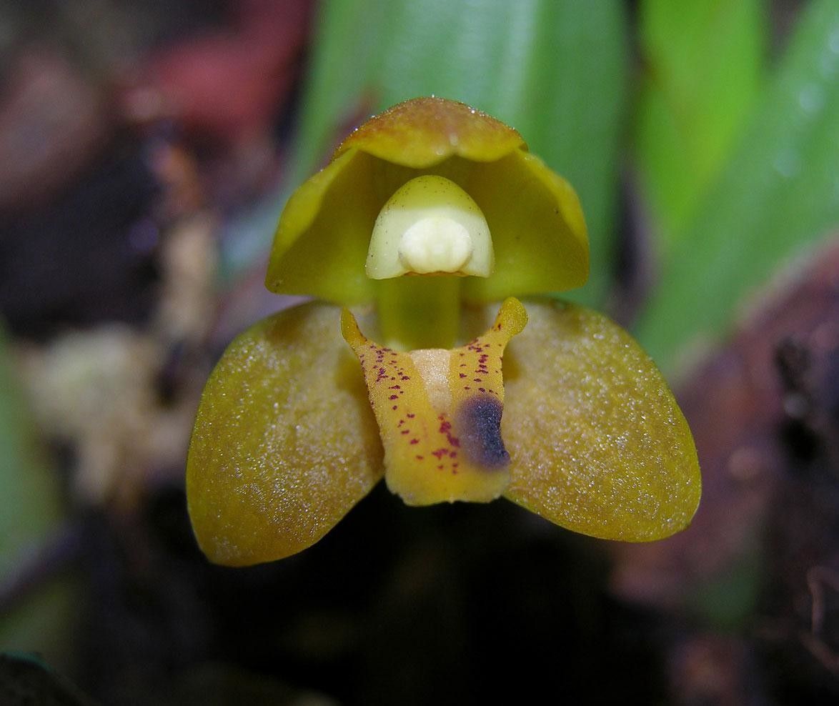 Mormolyca moralesii fruit