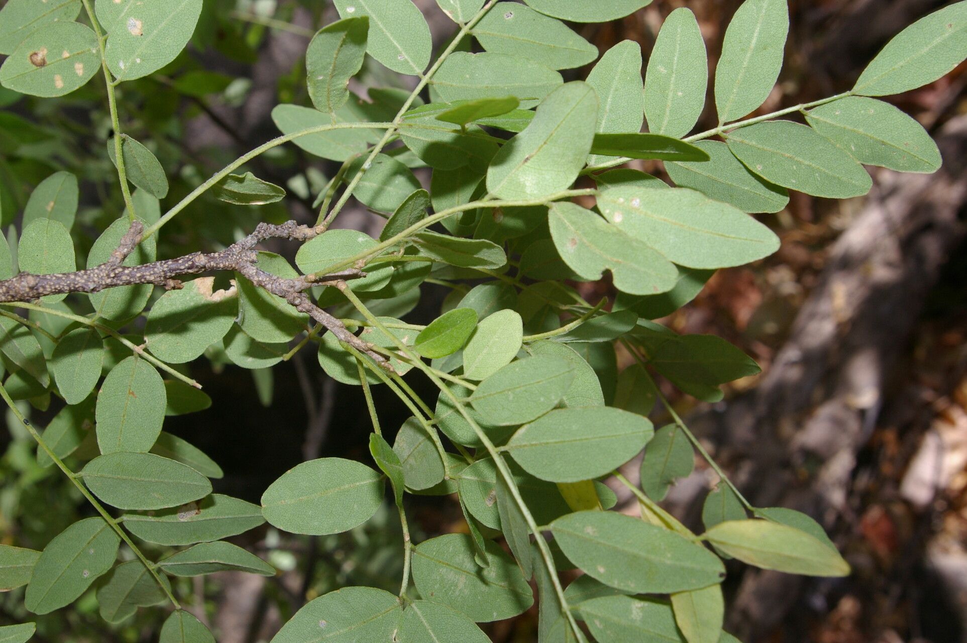 Lonchocarpus hughesii habit