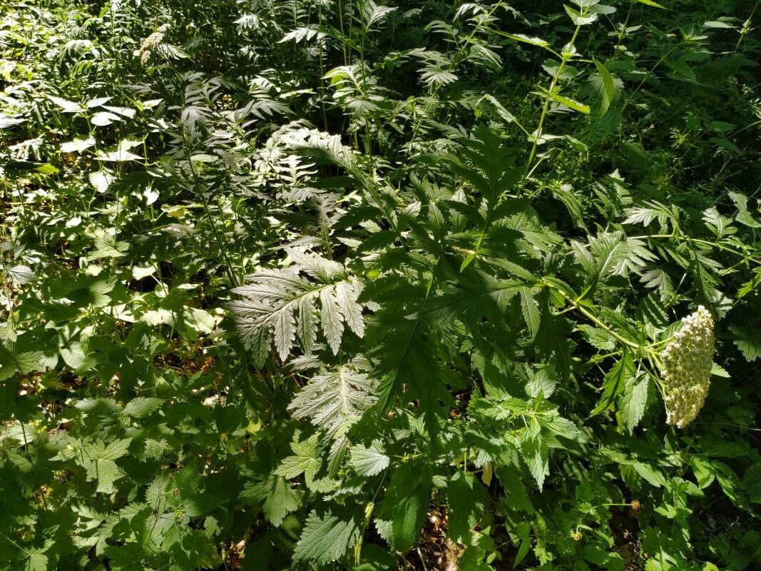 Tanacetum macrophyllum habit