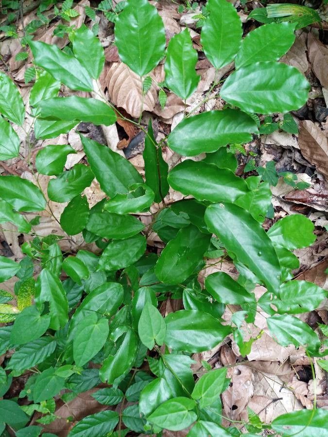 Griffonia simplicifolia leaf