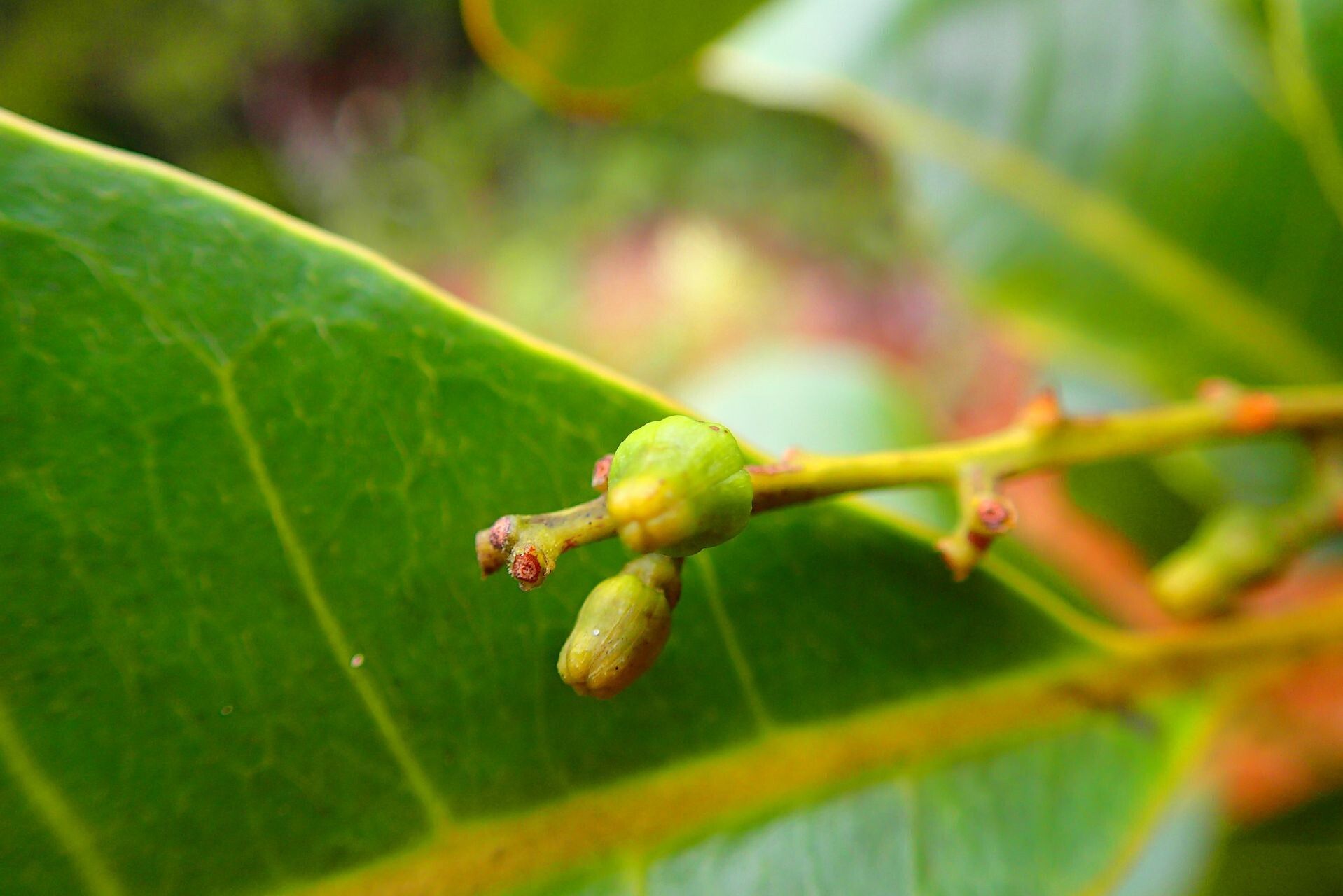 Dysoxylum rufescens fruit