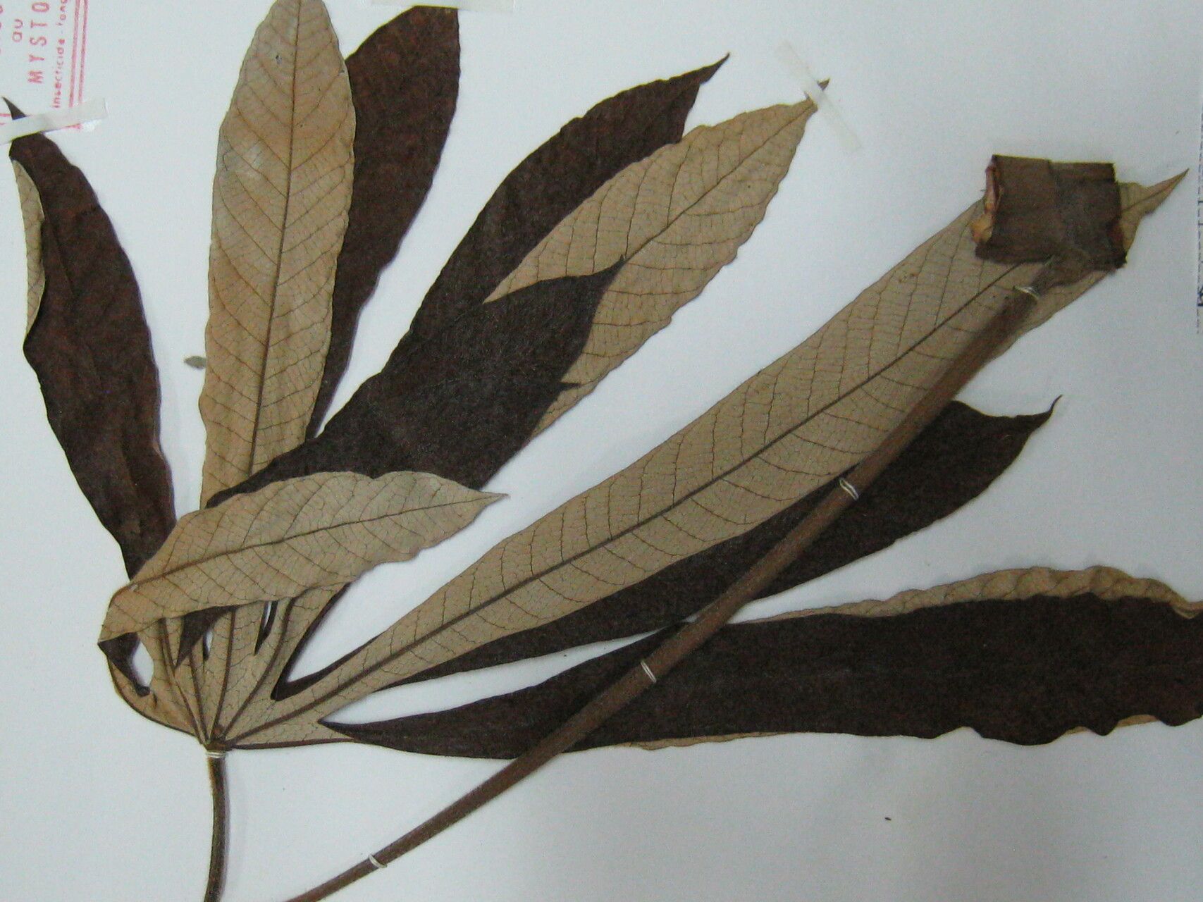 Cecropia silvae other