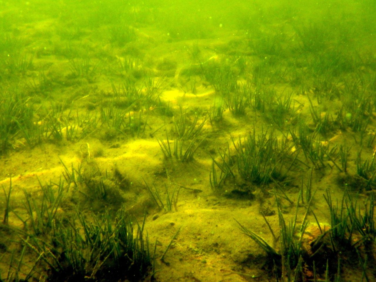 Isoetes lacustris habit