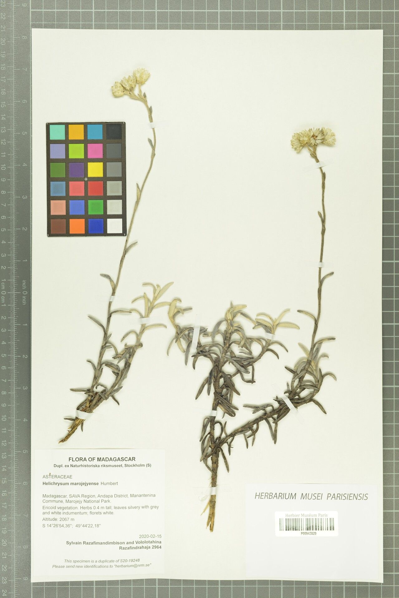 Helichrysum marojejyense — houseplant care guide