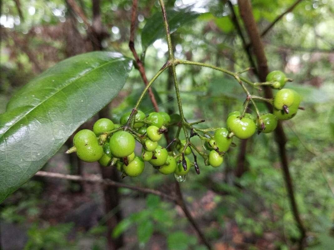 Ixora malabarica — houseplant care guide