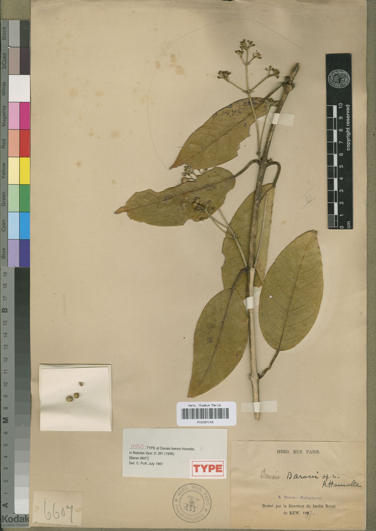 Danais baronii — related species from the same genus