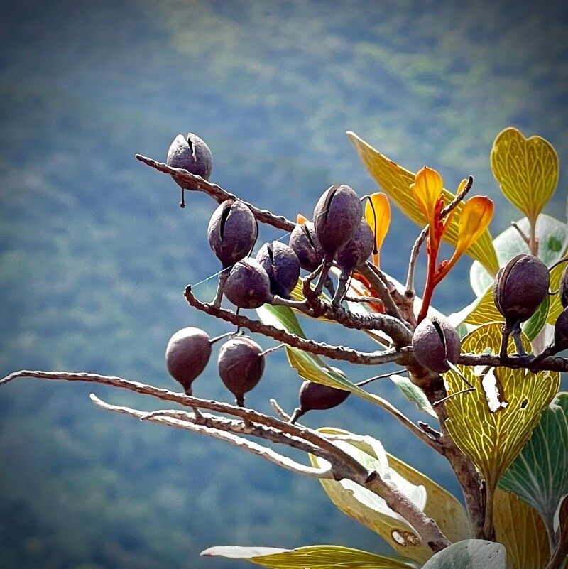 Grevillea exul fruit