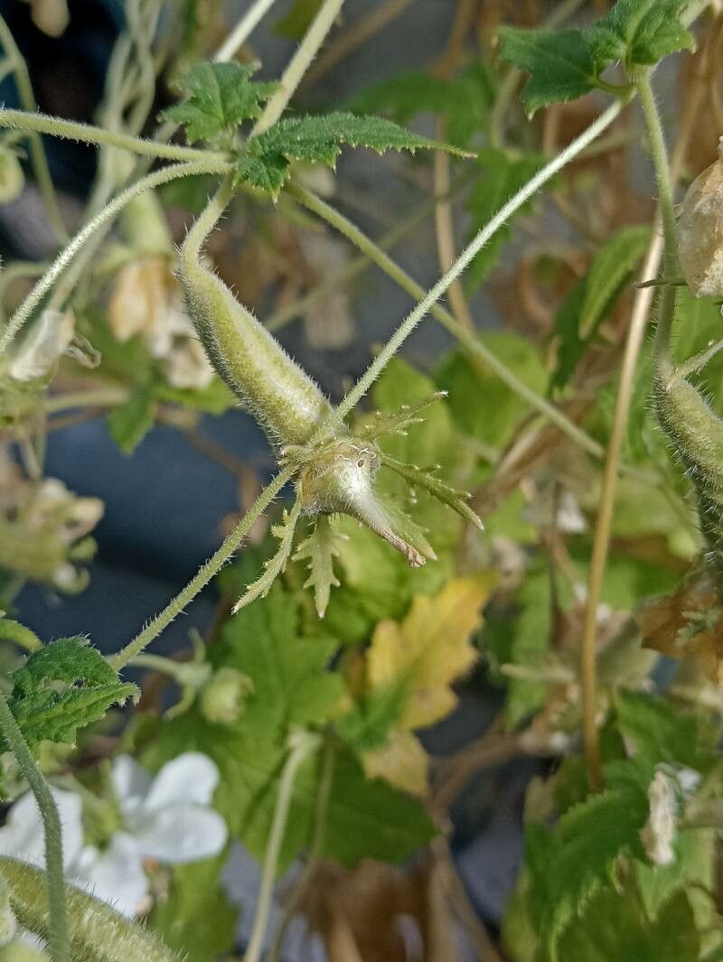 Caiophora dederichiorum fruit