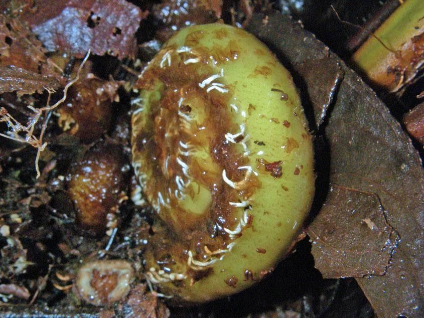 Thelypteris decussata fruit
