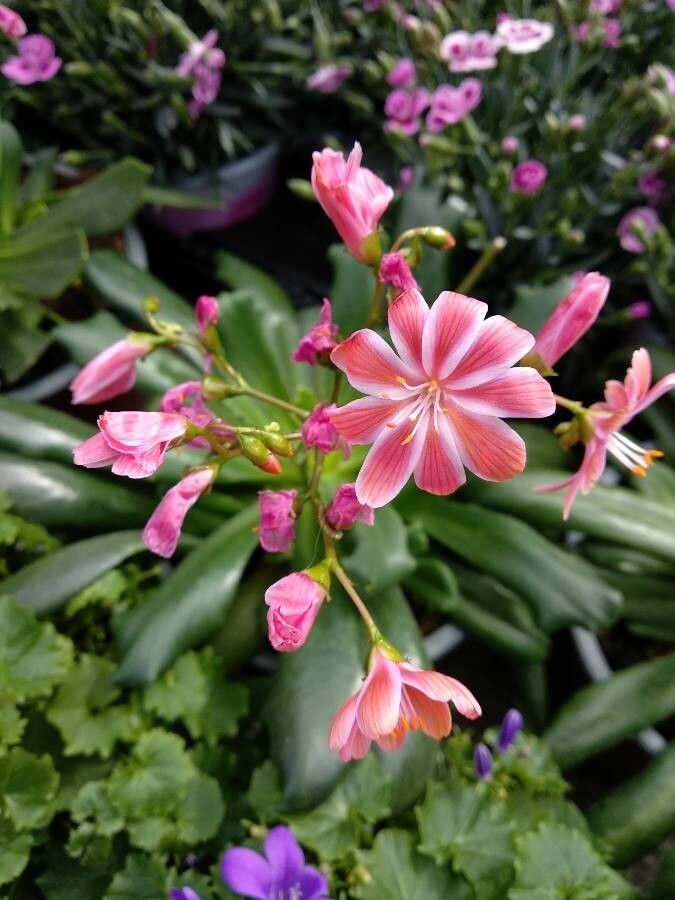 Lewisia cotyledon flower