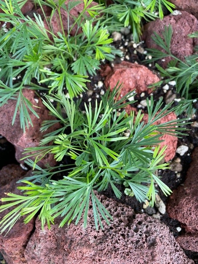 Actiniopteris radiata — search result for 'Pteridaceae'