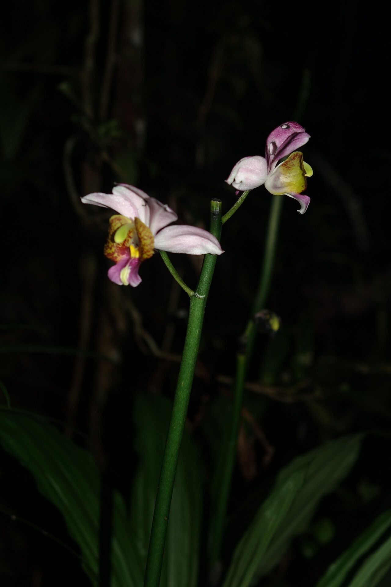 Calanthe francoisii flower