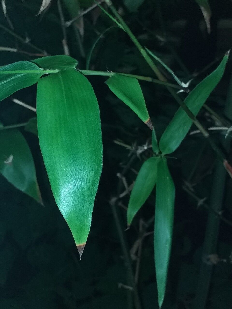 Guadua angustifolia — search result for 'Bamboo'