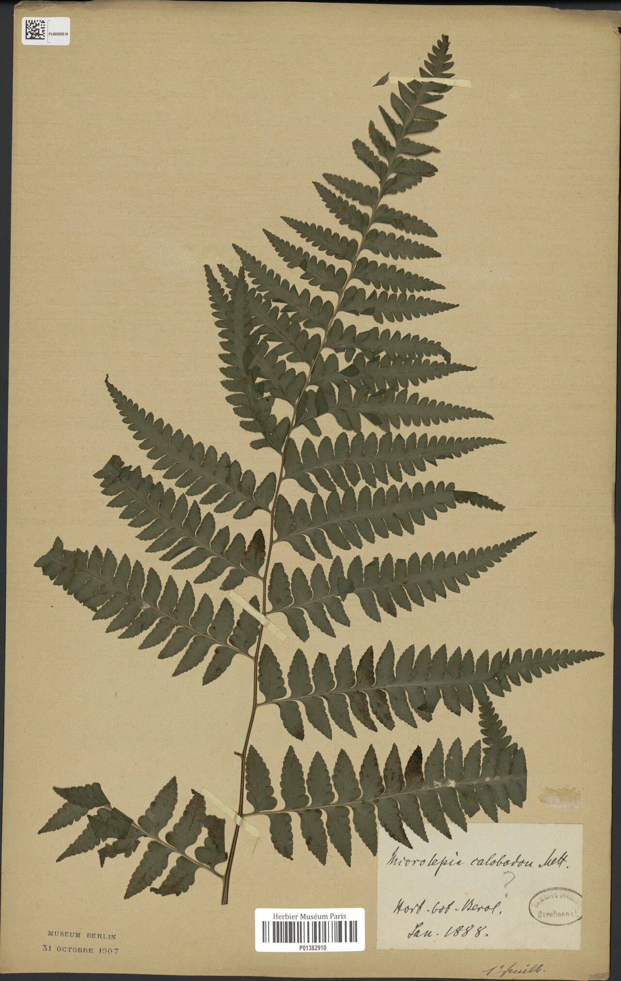 Dennstaedtia madagascariensis — houseplant care guide