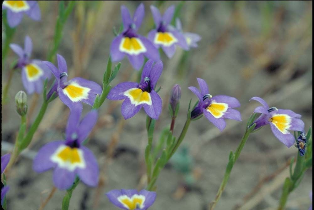 Downingia yina — houseplant care guide