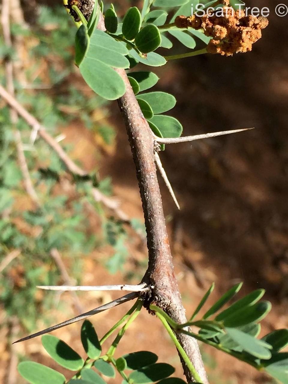 Vachellia permixta bark