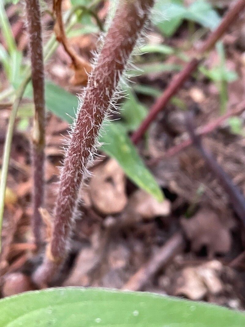 Tricyrtis maculata bark