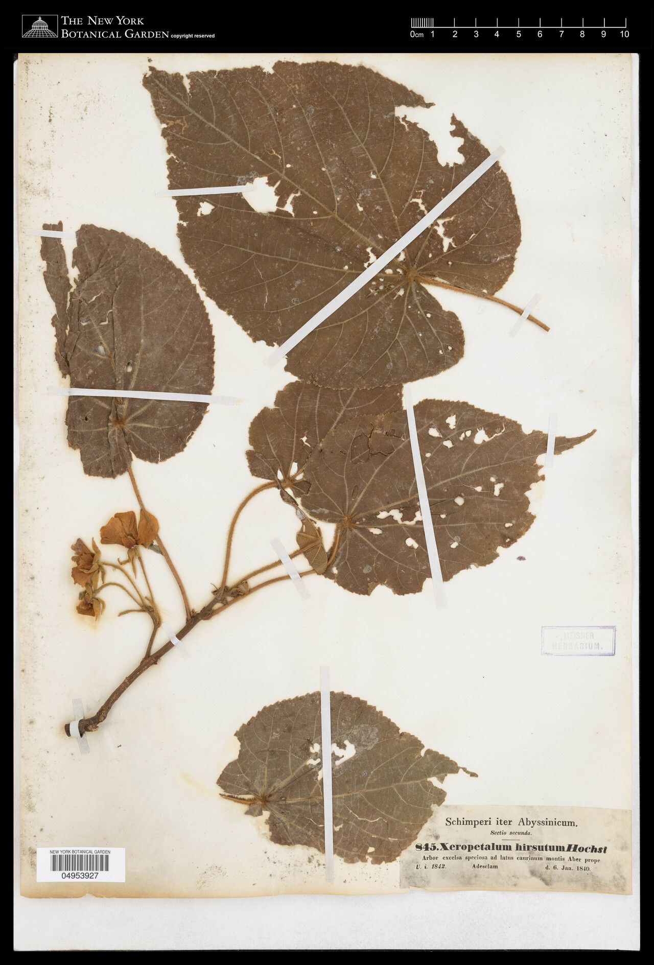 Dombeya hirsuta — houseplant care guide