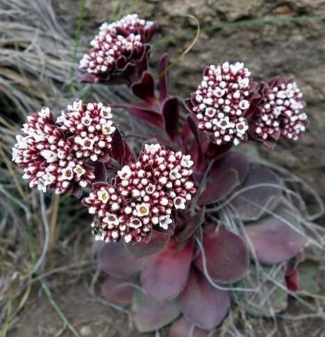 Crassula natalensis flower