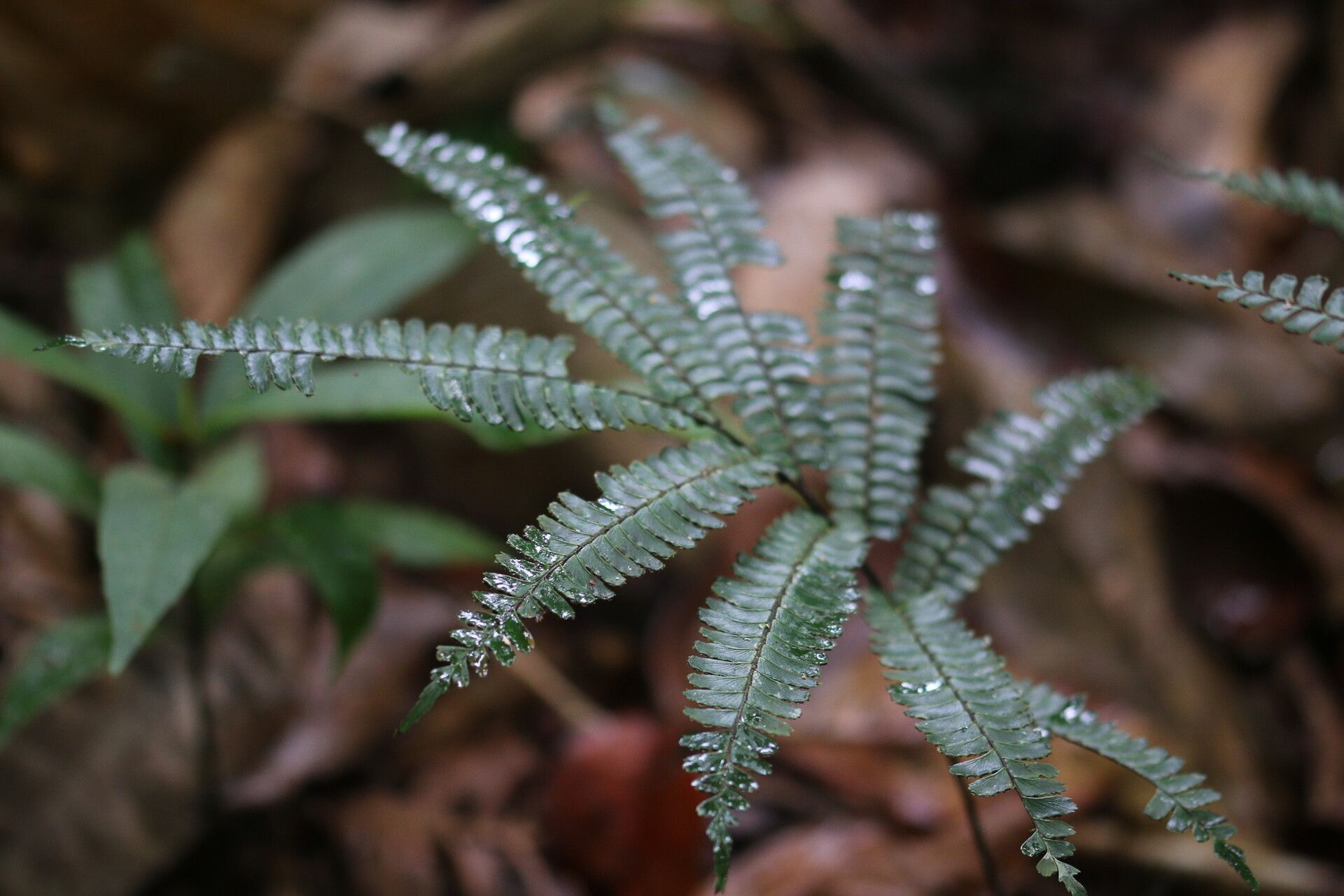 Adiantum terminatum — houseplant care guide