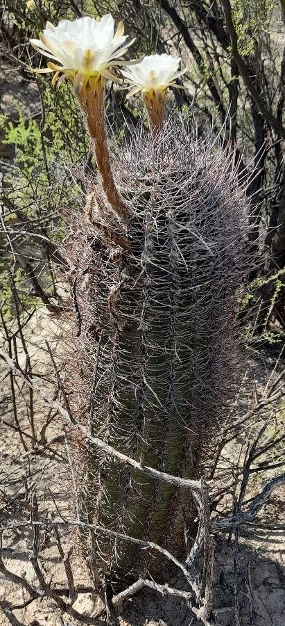 Echinopsis leucantha habit